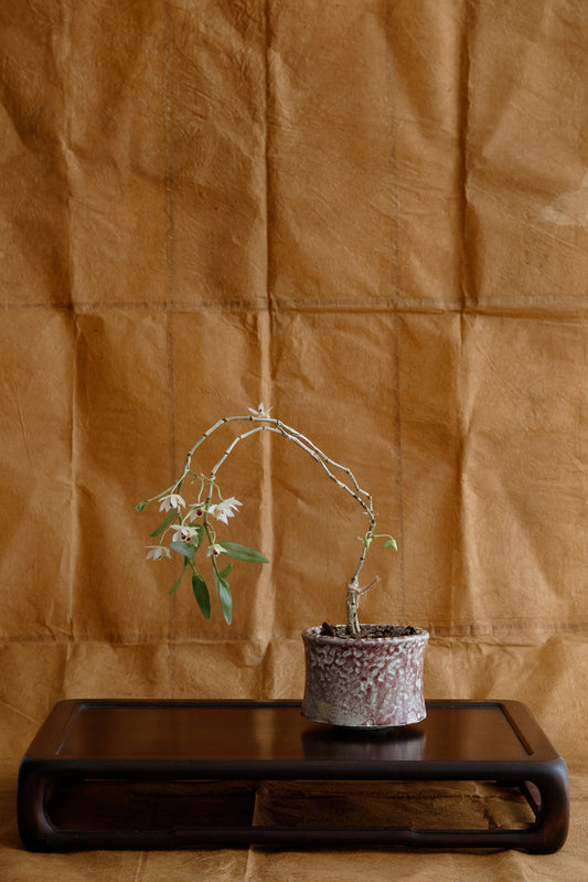 Antique Lacquer Stand 漆花台